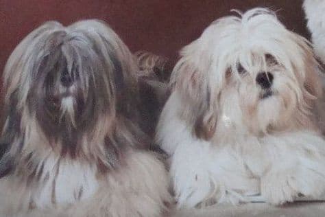 Lhasa Apso Puppies breeder image 26