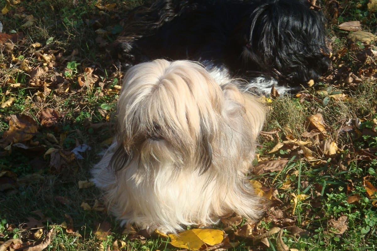 Lhasa Apso Puppies breeder image 25
