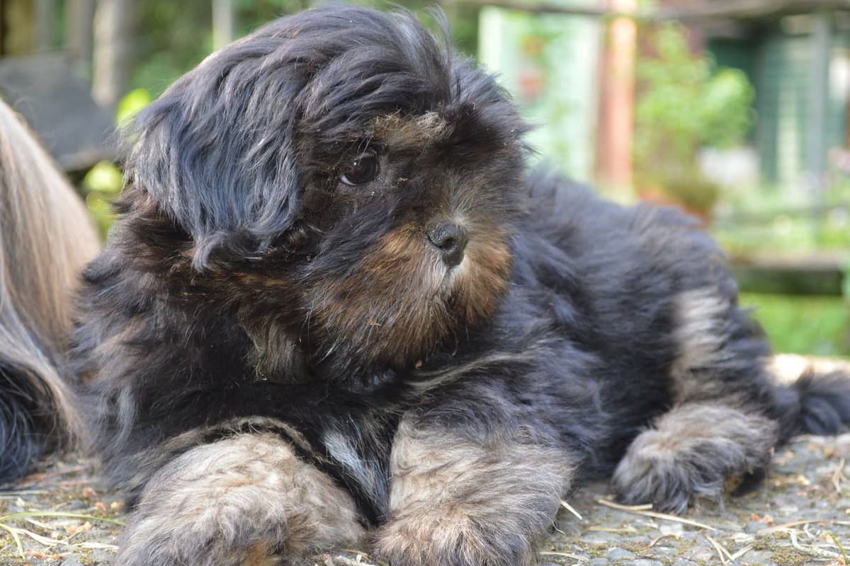 Lhasa Apso Puppies breeder image 24