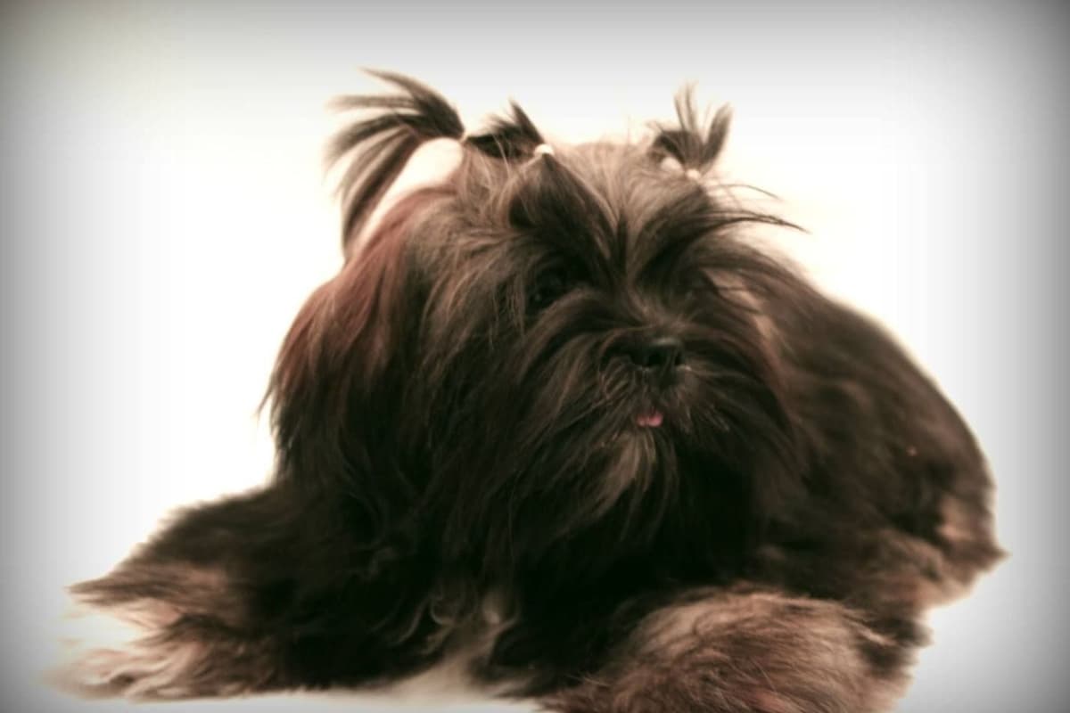 Lhasa Apso Puppies breeder image 23
