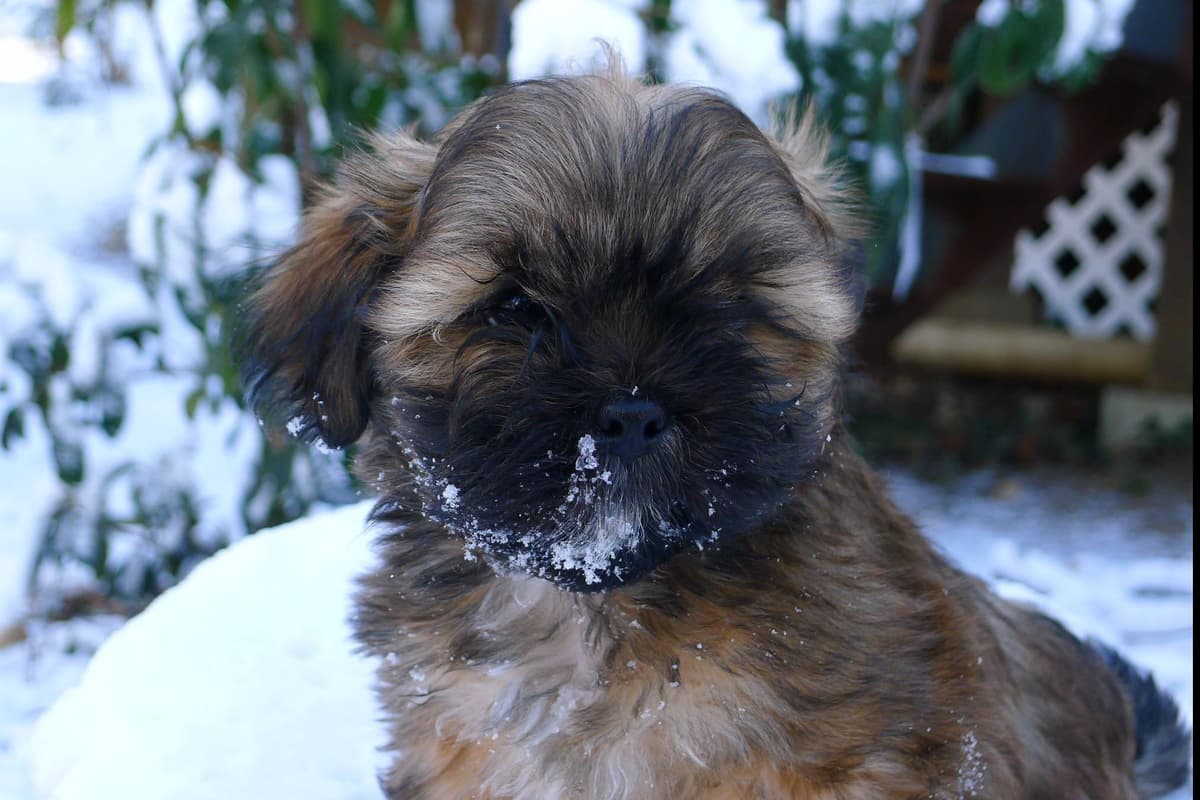 Lhasa Apso Puppies breeder image 22