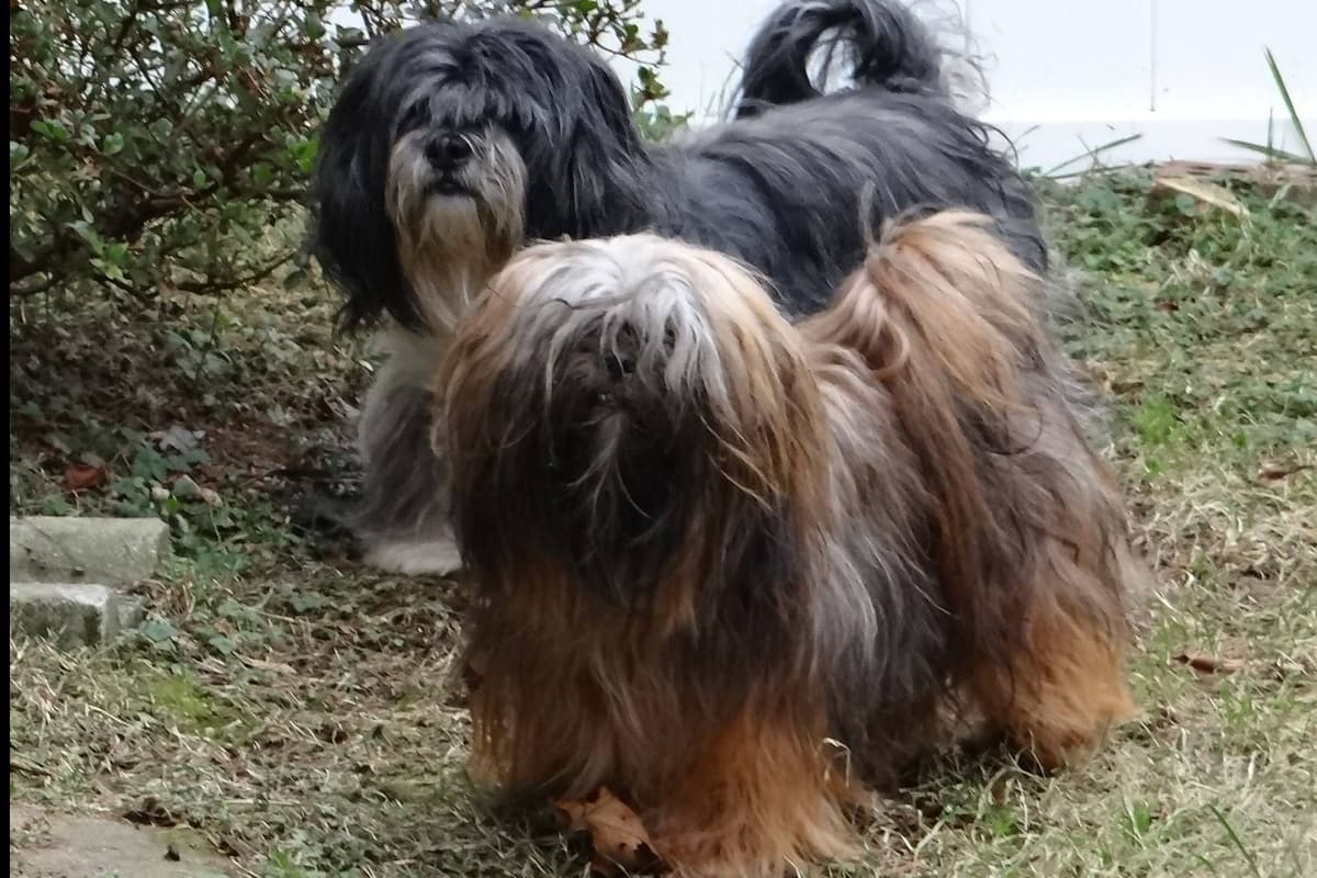 Lhasa Apso Puppies breeder image 21
