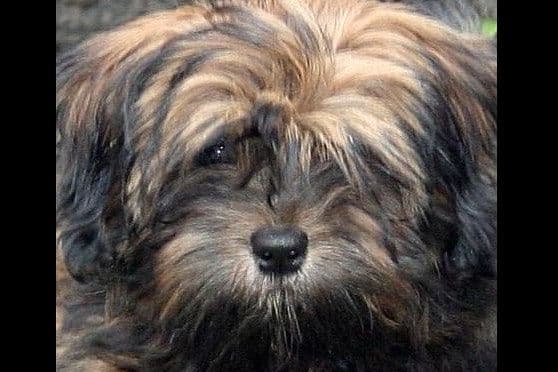 Lhasa Apso Puppies breeder image 20