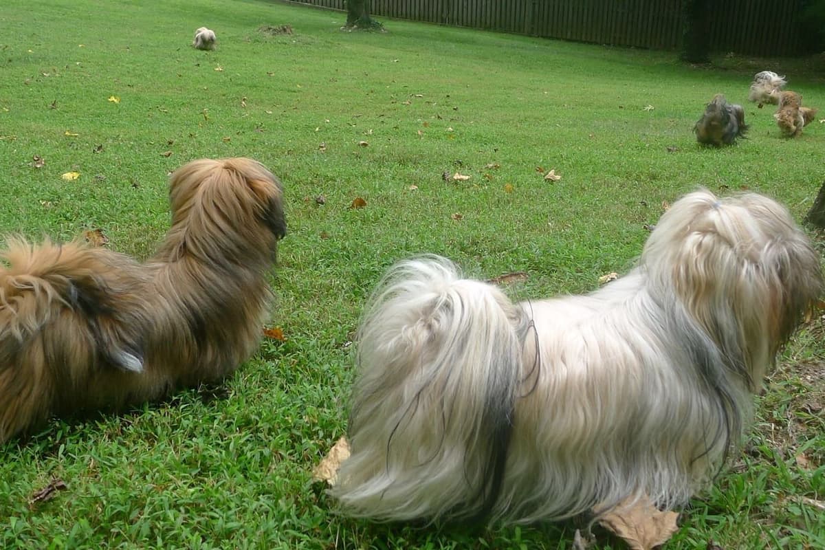 Lhasa Apso Puppies breeder image 19