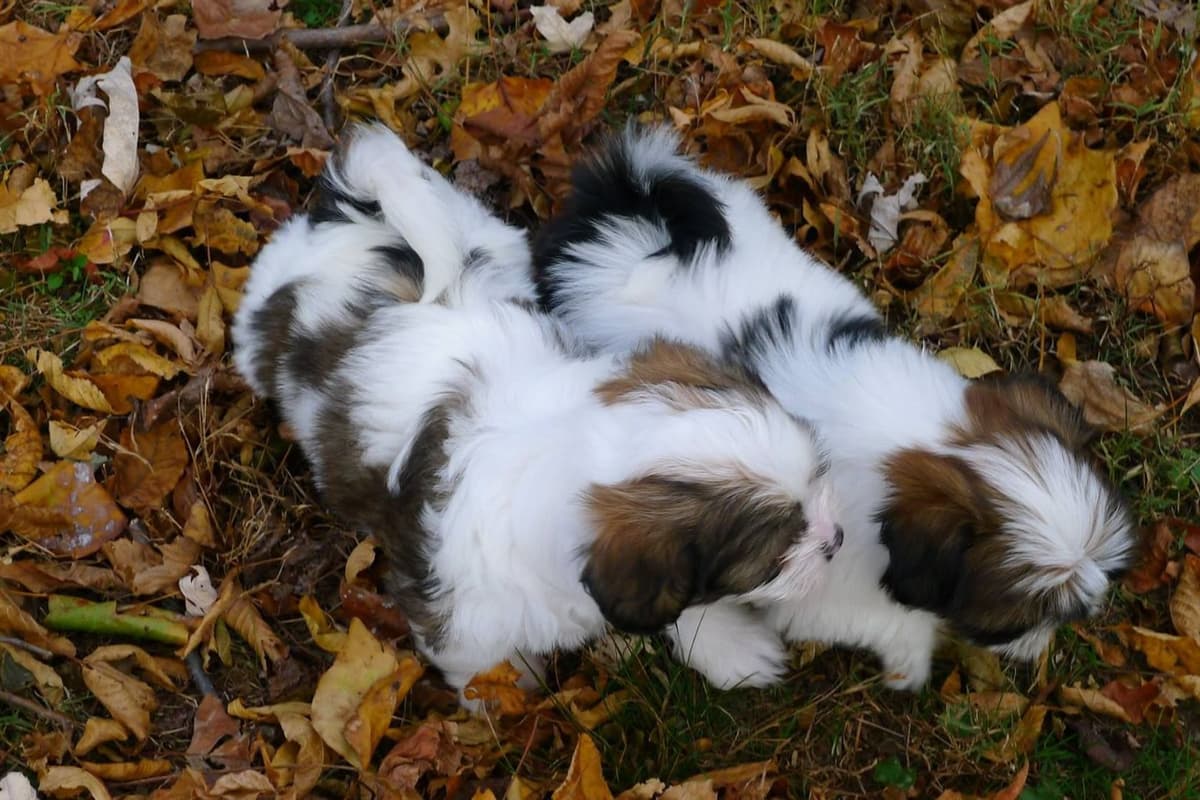 Lhasa Apso Puppies breeder image 18