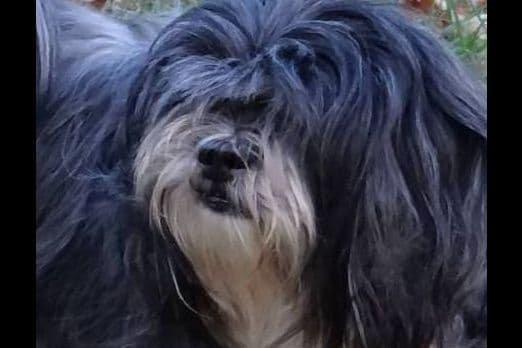 Lhasa Apso Puppies breeder image 17