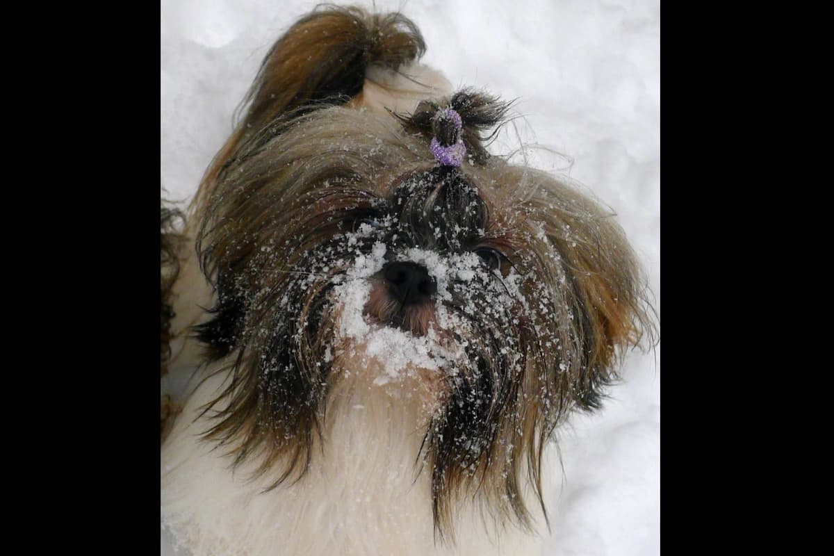 Lhasa Apso Puppies breeder image 16