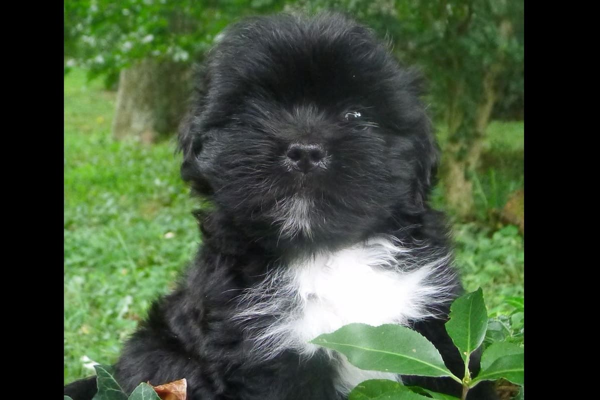 Lhasa Apso Puppies breeder image 15