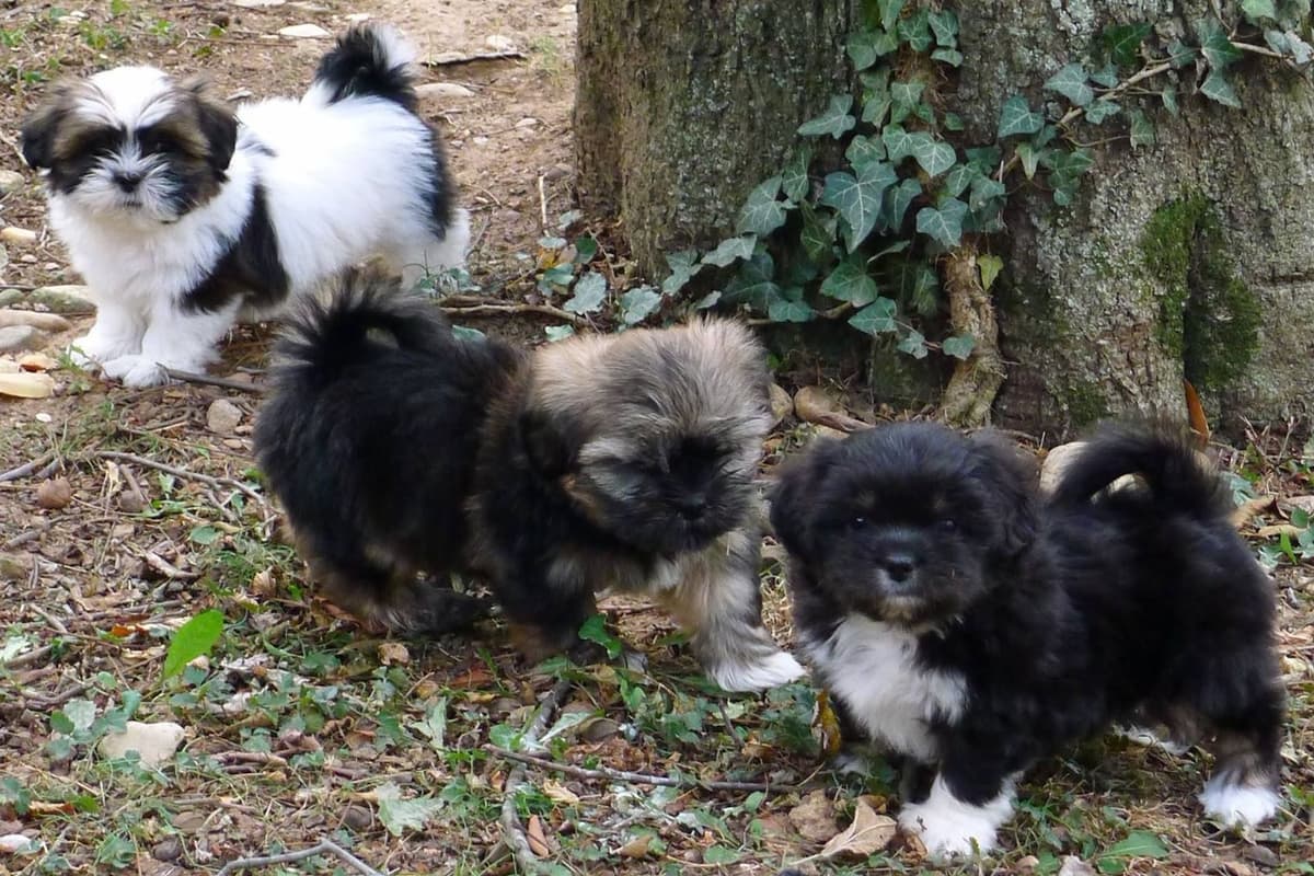 Lhasa Apso Puppies breeder image 14