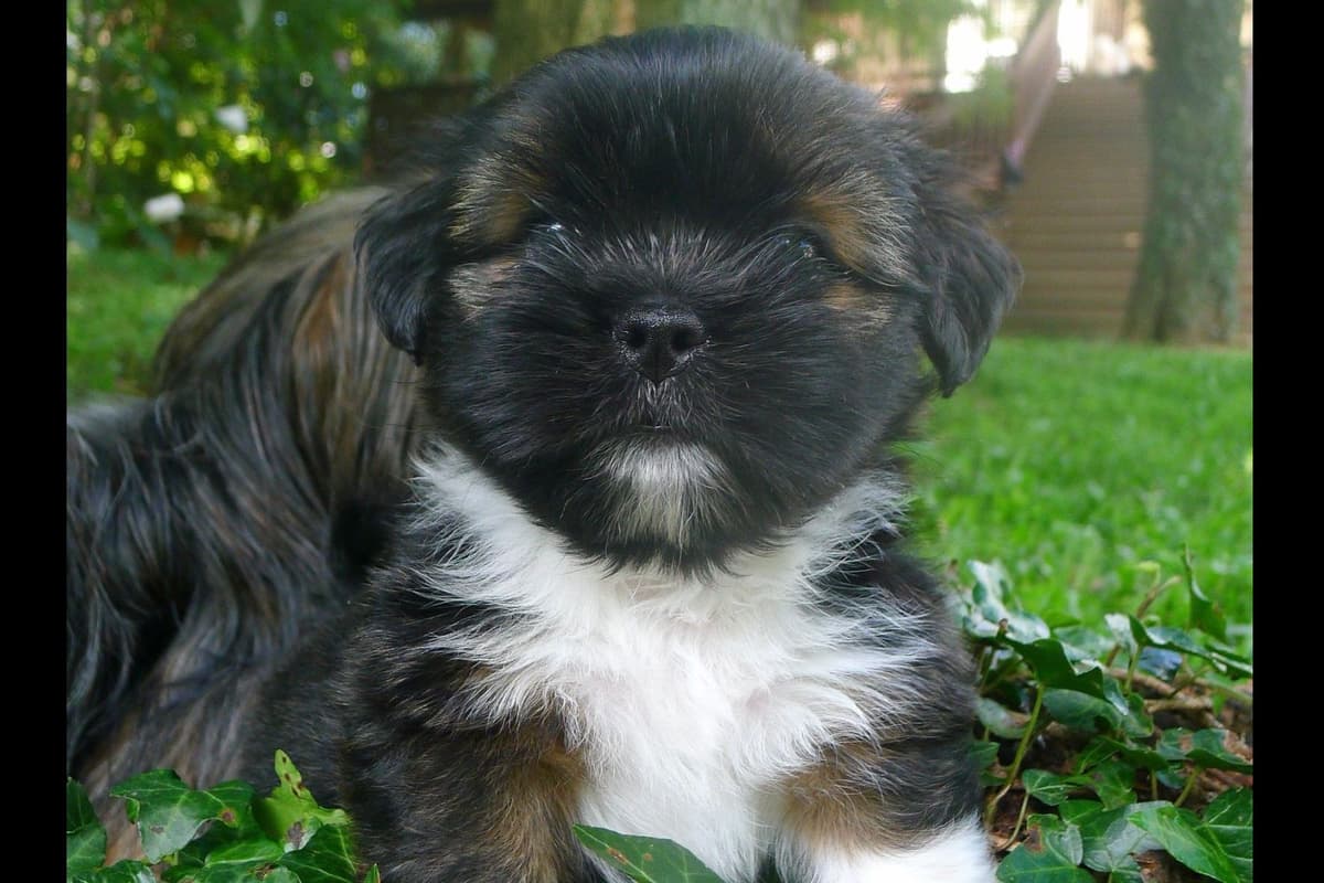 Lhasa Apso Puppies breeder image 13