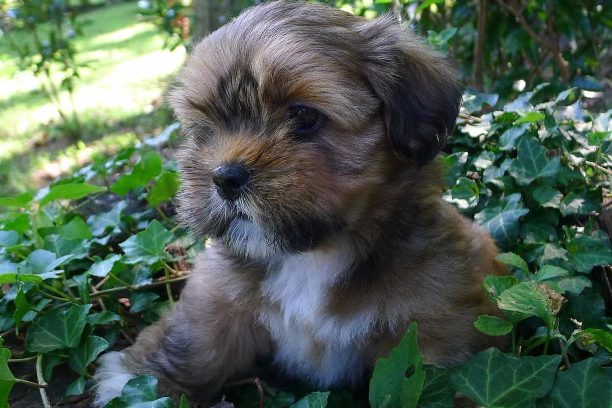 Lhasa Apso Puppies breeder image 11