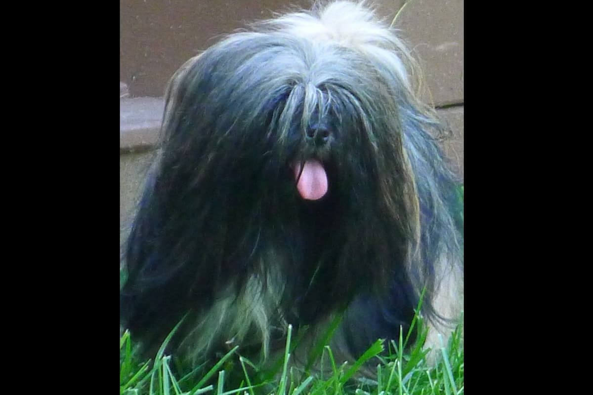 Lhasa Apso Puppies breeder image 10