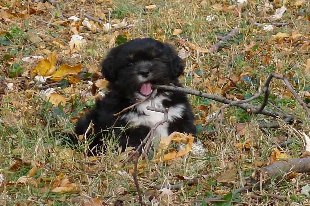 Lhasa Apso Puppies breeder image 9