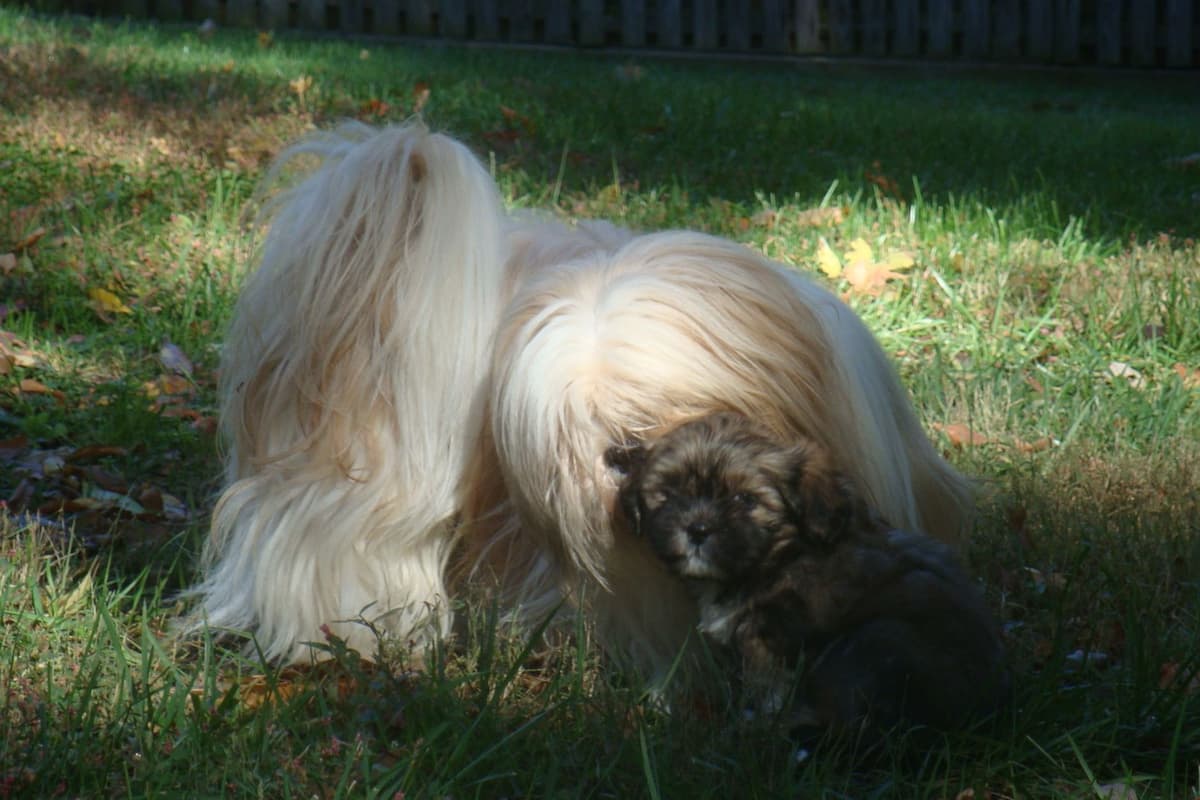 Lhasa Apso Puppies breeder image 7