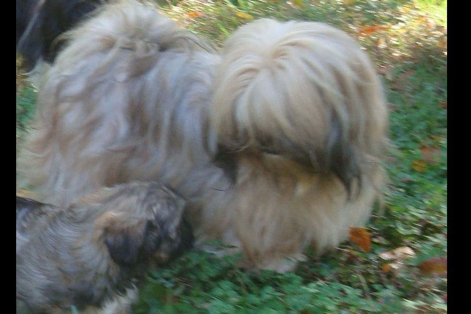 Lhasa Apso Puppies breeder image 5
