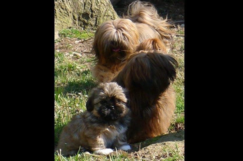 Lhasa Apso Puppies breeder image 4