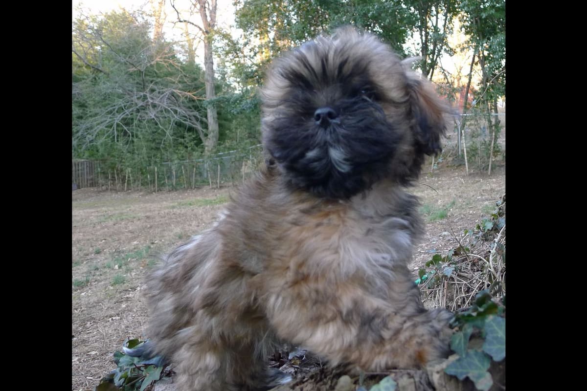 Lhasa Apso Puppies breeder image 3