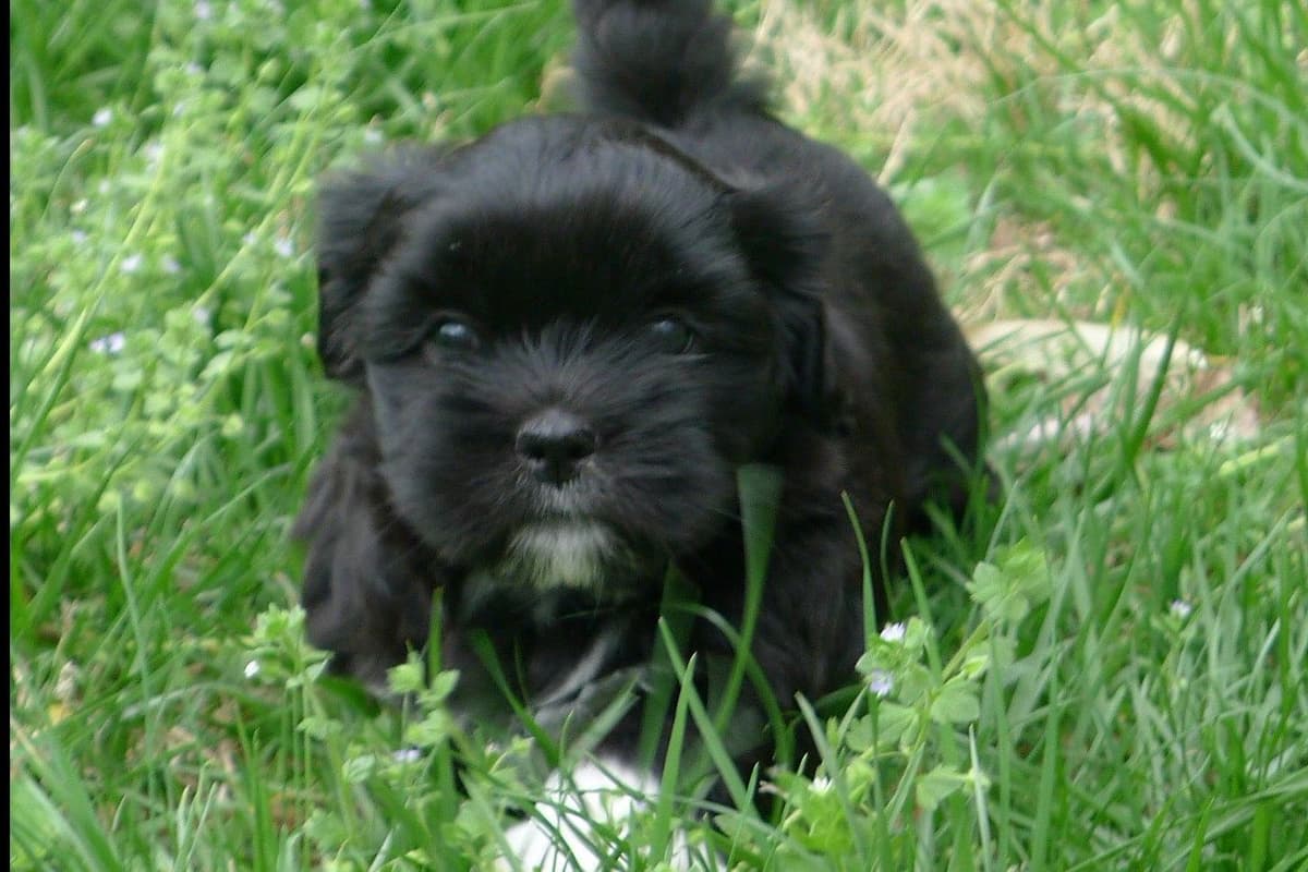 Lhasa Apso Puppies breeder image 6
