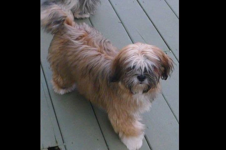 Lhasa Apso Puppies breeder image 55
