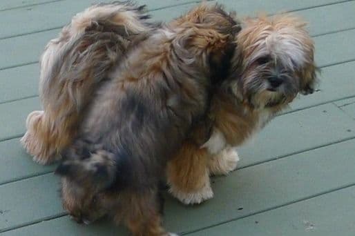 Lhasa Apso Puppies breeder image 56