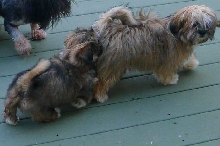 Lhasa Apso Puppies breeder image 57
