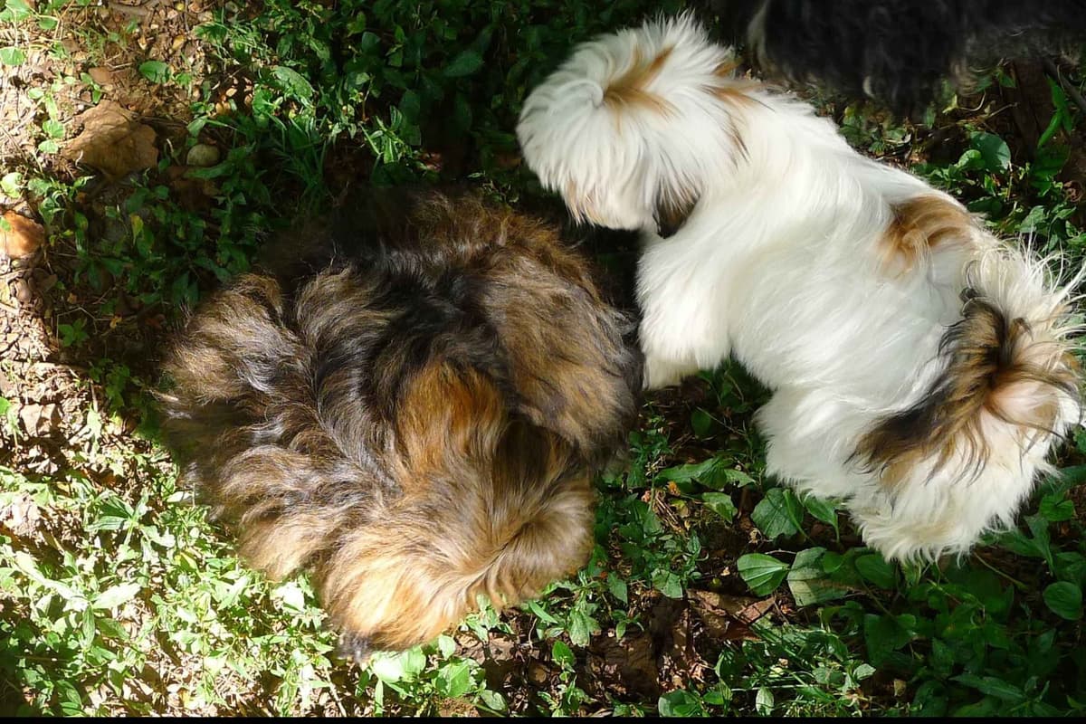 Lhasa Apso Puppies breeder image 58