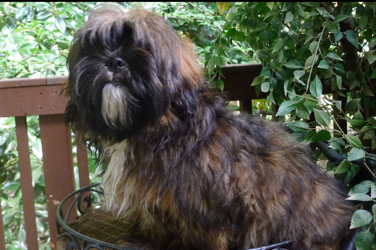 Lhasa Apso Puppies breeder image 59