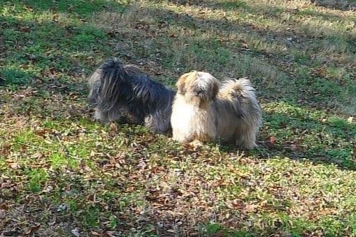 Lhasa Apso Puppies breeder image 60