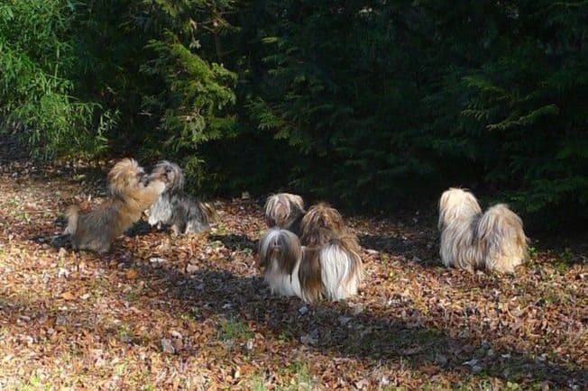 Lhasa Apso Puppies breeder image 61