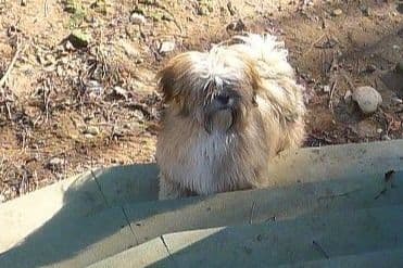 Lhasa Apso Puppies breeder image 62