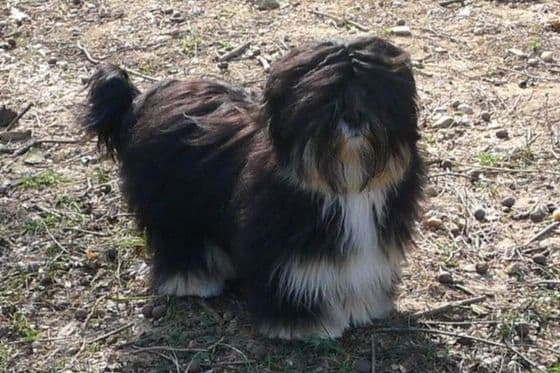 Lhasa Apso Puppies breeder image 63