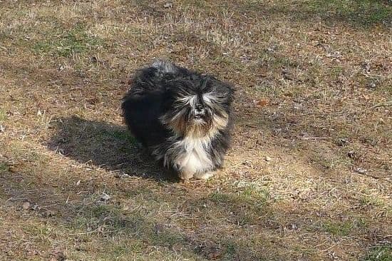 Lhasa Apso Puppies breeder image 64