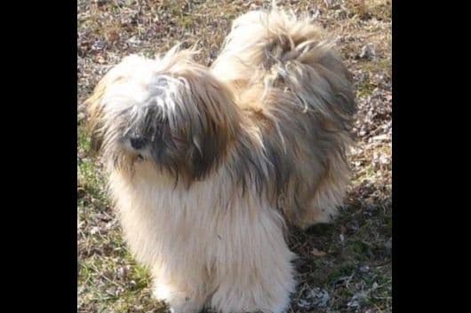 Lhasa Apso Puppies breeder image 66