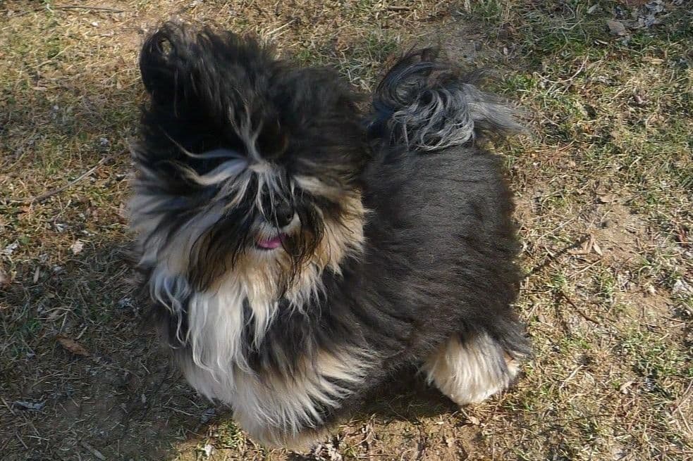 Lhasa Apso Puppies breeder image 67