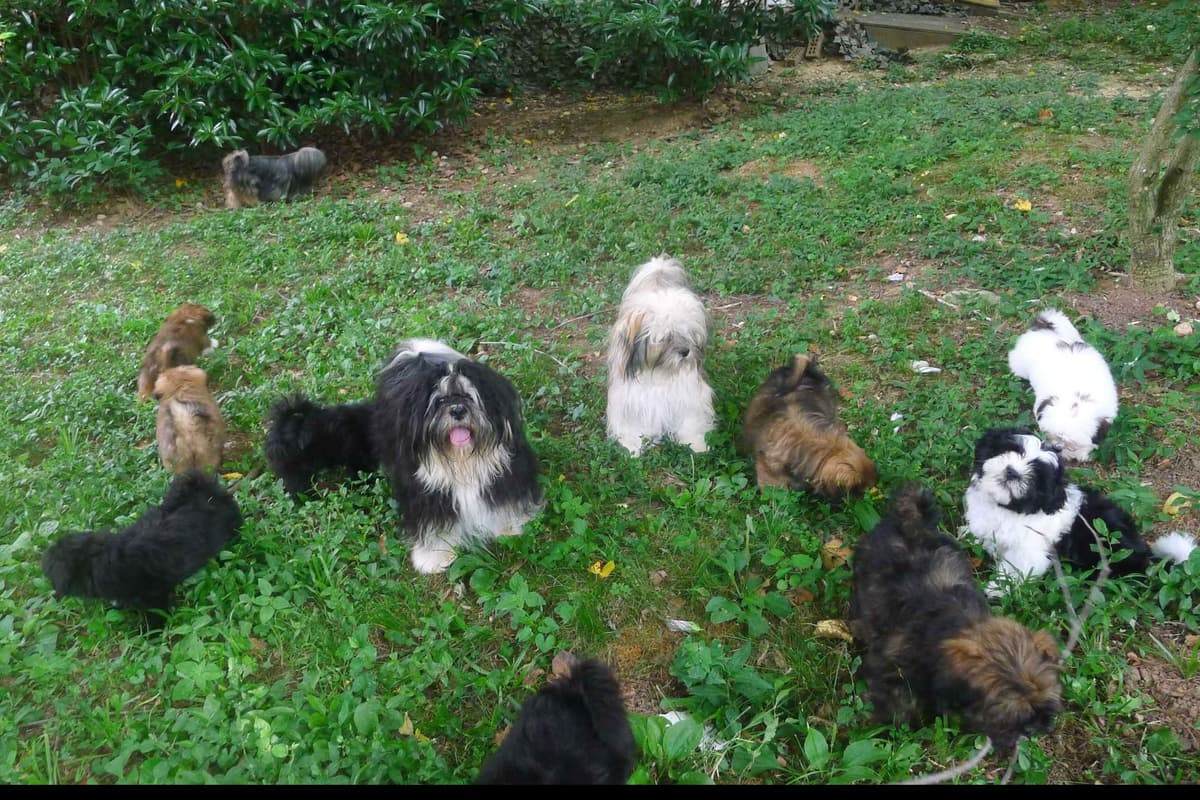 Lhasa Apso Puppies breeder image 68