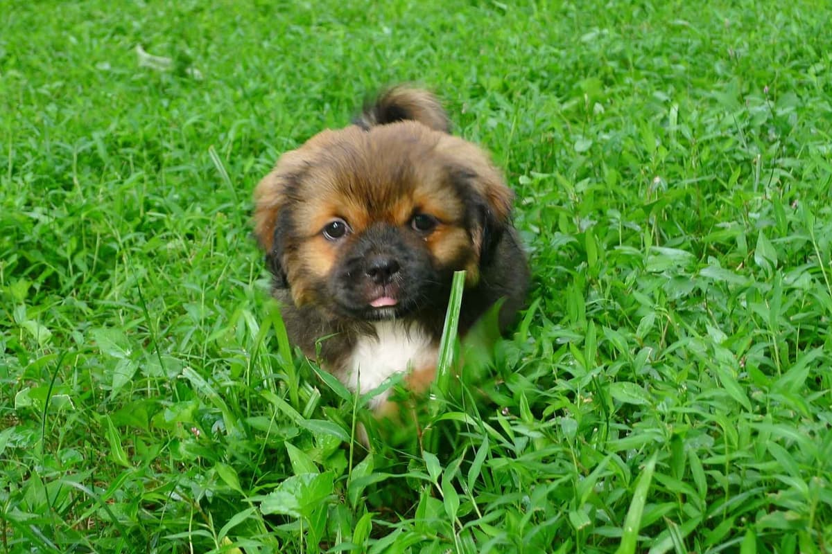 Lhasa Apso Puppies breeder image 69