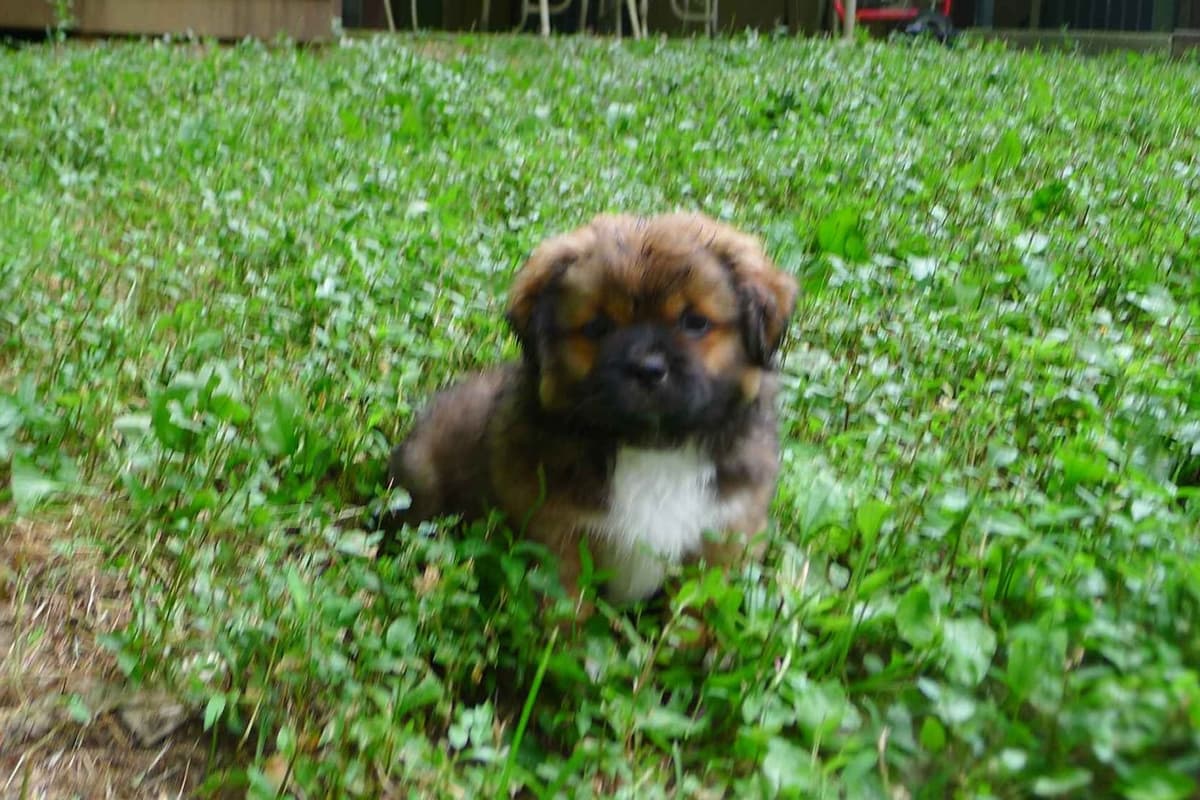 Lhasa Apso Puppies breeder image 70