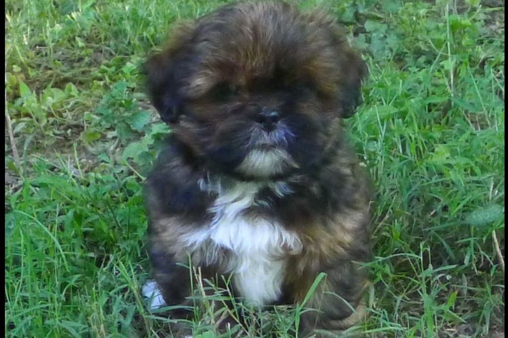 Lhasa Apso Puppies breeder image 71