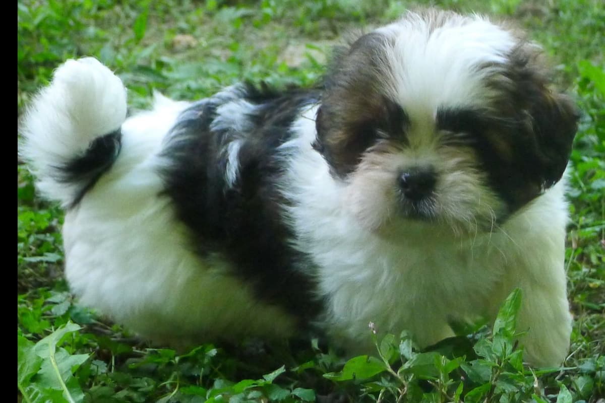 Lhasa Apso Puppies breeder image 72