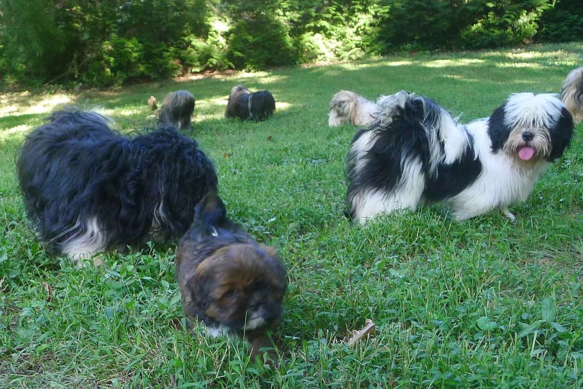 Lhasa Apso Puppies breeder image 73