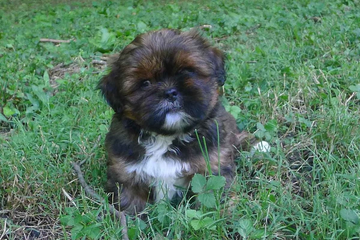 Lhasa Apso Puppies breeder image 74