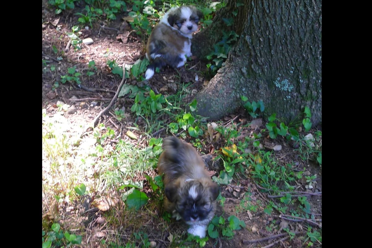 Lhasa Apso Puppies breeder image 75