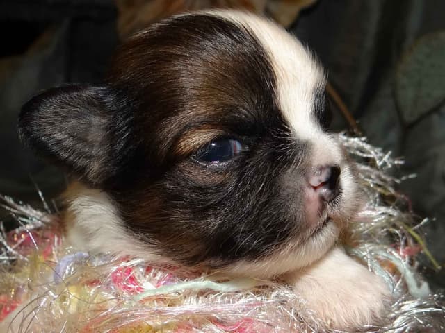 Lhasa Apso Puppies media 2