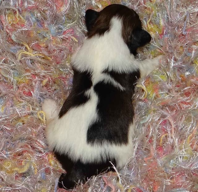 Lhasa Apso Puppies media 3