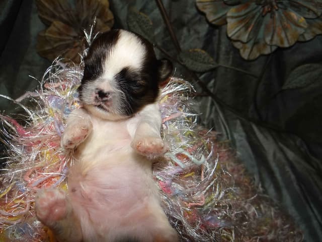 Lhasa Apso Puppies media 4