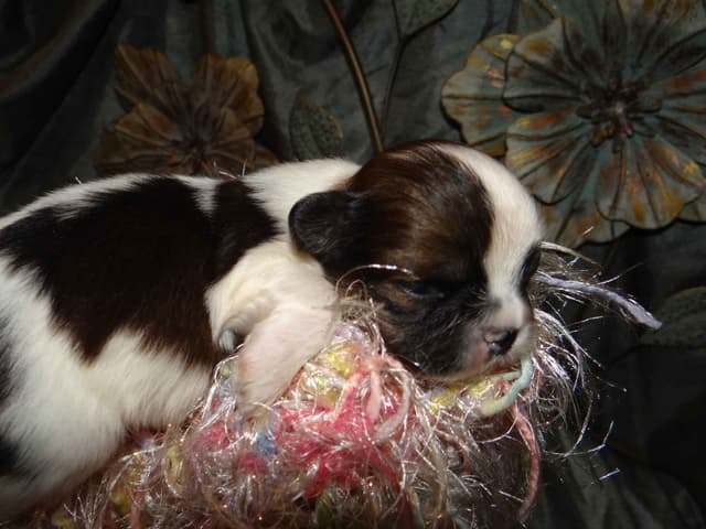 Lhasa Apso Puppies media 5