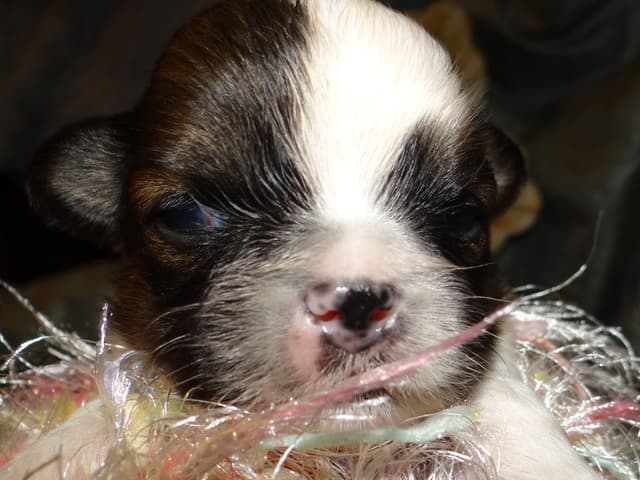 Lhasa Apso Puppies media 6