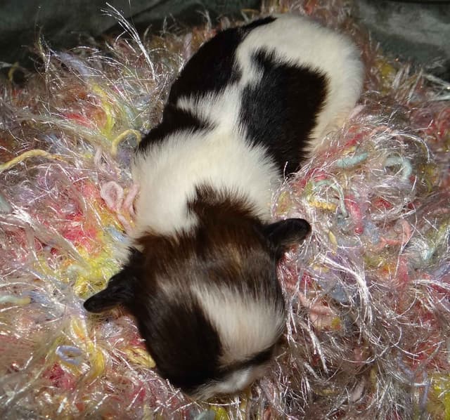Lhasa Apso Puppies media 7