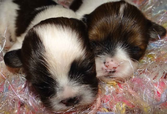 Lhasa Apso Puppies media 8