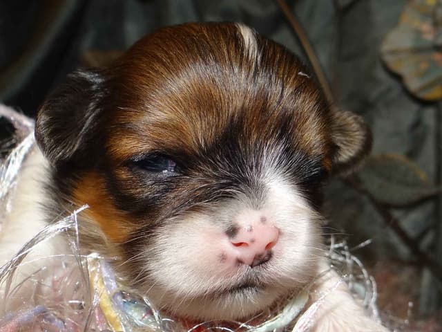 Lhasa Apso Puppies media 9